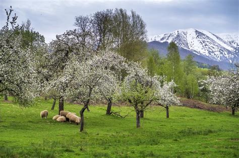 Sheep Grazing Green Grass Under Flowering Trees In The Mountains With
