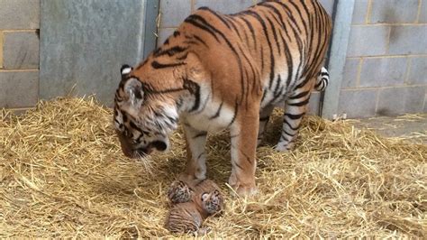 Rare Amur Tiger Cubs Born At Woburn Safari Park Bbc News