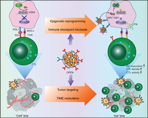 Epigenetic Modulation Of The Tumor Immune Microenvironment By