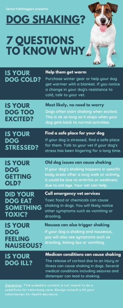 Dog Shaking 7 Easy Questions To Find Out Why Vet Advice