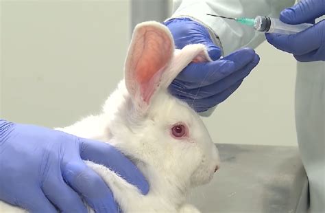 What Is Animal Testing Eye Opening Facts And Alternatives