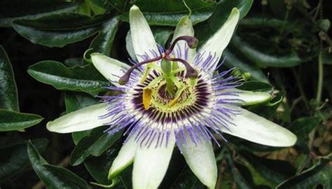 How To Propagate Passion Flower Cuttings Garden Guides