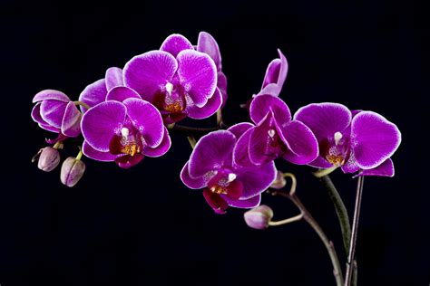 Purple Orchids Wallpaper 1440x960 31501