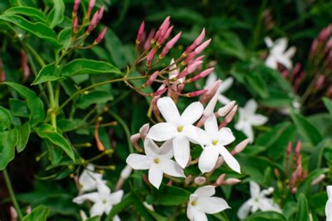 10 Different Types Of Jasmine Plants Photos Garden Lovers Club