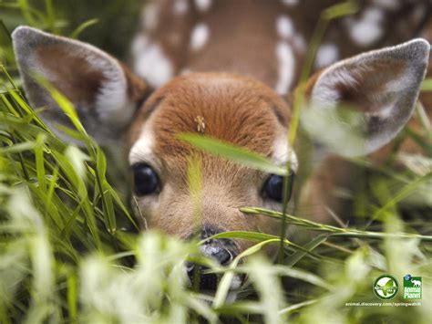 48 Spring Baby Animals Desktop Wallpapers On