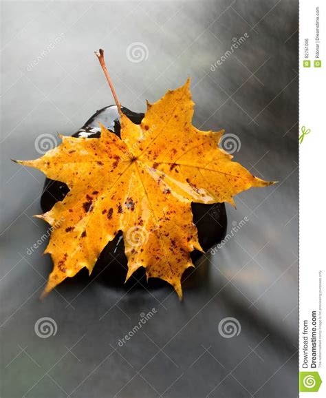 The Colorful Broken Leaf From Maple Tree On Basalt Stones In Blurred