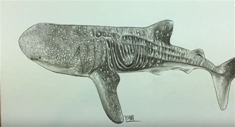 How To Draw A Whale Shark Step By Step Easy Animals To Draw