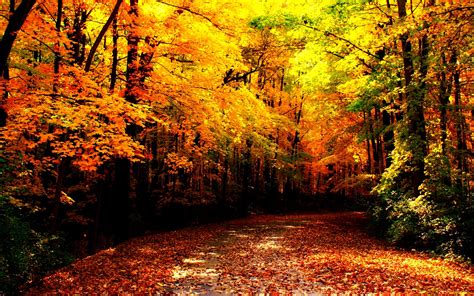 🔥 Free Download Autumn Wallpaper Autumn Wallpaper 1280x800 For Your