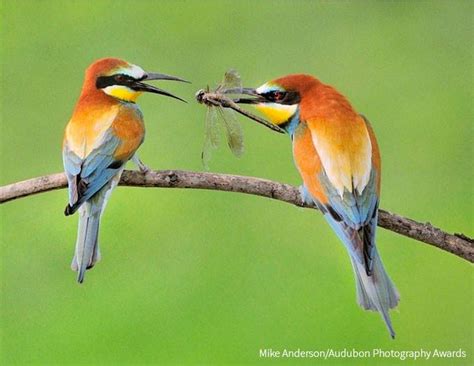 Audubon Society On Twitter Enjoy The Top 100 Photos From The Audubon