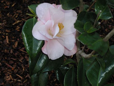 Camellia Japonica Magnoliaeflora