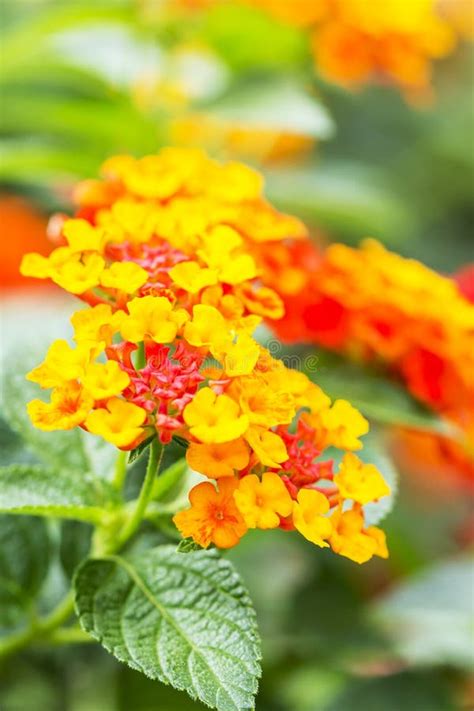 Beautiful Colorful Hedge Flower Weeping Lantana Lantana Camara Linn