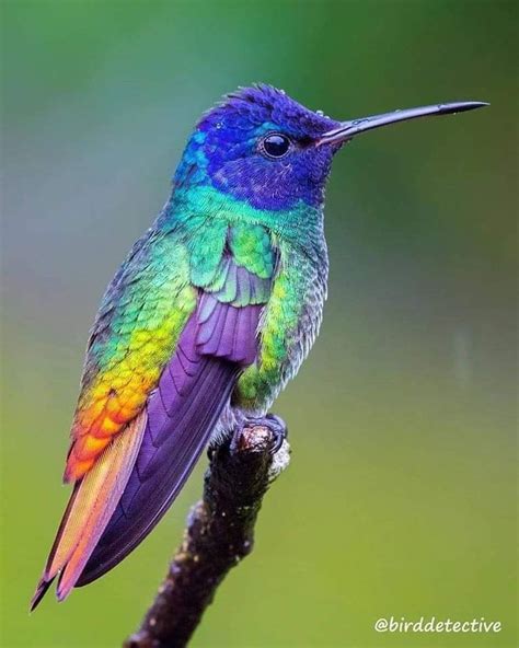 Este Colibrí De Cola De Oro En Ecuador Hummingbird Pictures Nature