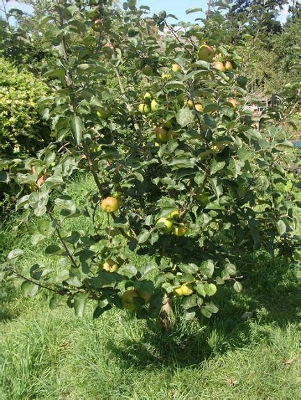 Identification How Can I Identify An Apple Variety Gardening