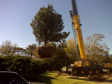 Big Tree Transplanting Photo Gallery Oklahoma City Ok