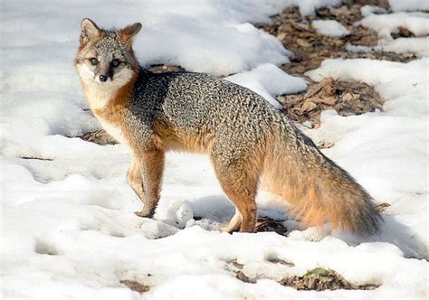 Gray Fox Makes Cameo Daytime Appearance In Southeast Syracuse Backyard