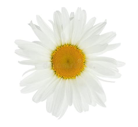 Chamomile Flower Isolated On White Daisy Stock Image Image Of