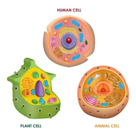 Animal cells are of various sizes and have irregular shapes. 12 Differences Between Plant cell and Animal cell to Study