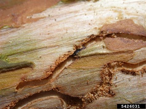 Bark Beetle Orthotomicus Proximus