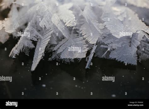 Hoar Frost Forms Feather Like Crystals On The Ice Surface Of Patricia
