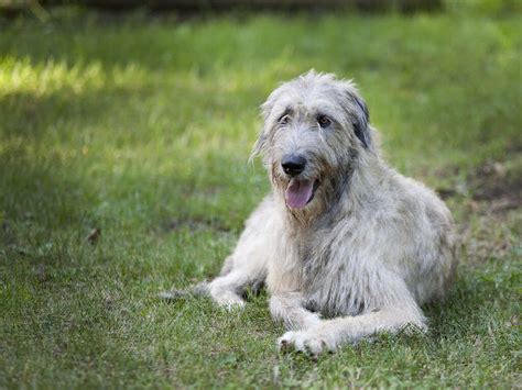 Irish Wolfhound Dog Breed Information Pictures And More