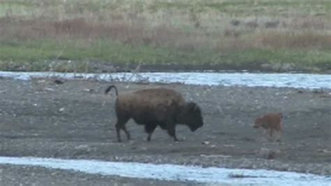 Wolf Vs Bison Calf At Yellowstone National Park Soda Butte Lamar