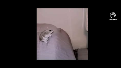 Funny Hamster Compilation Part 2 Youtube