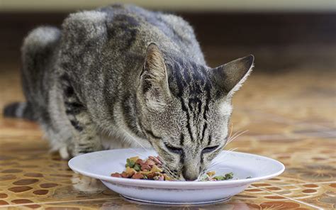 For this reason you simply must choose the best cat food for. Best Cat Food For Indoor Cats - Top Tips And Reviews