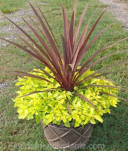 My 'cuban gold' (if that's really its name) was in a four inch pot when i bought it at the bedding plants display at a supermarket where it was described as an annual that would reach eighteen inches. Cordyline Red Star and Cuban Gold Duranta. Simple and striking container that lasts in Florida's ...