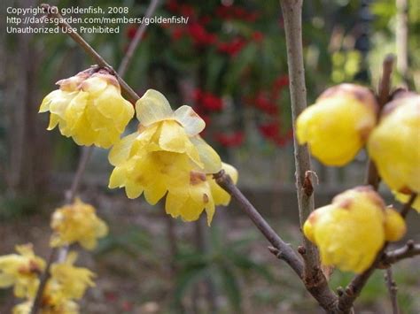 Plantfiles Pictures Chimonanthus Fragrant Wintersweet Tree Luteus