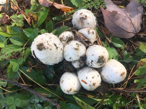 3 Easy To Id Edible Maine Mushrooms Wheaton Mountain Farm