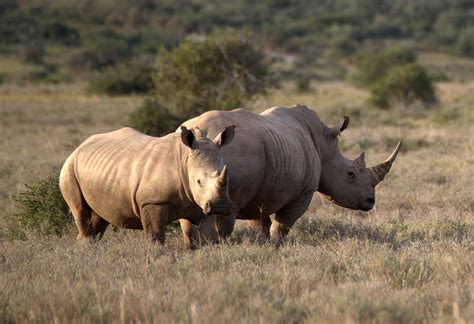 The History Of Rhino Poaching In South Africa Rhino Africa Blog
