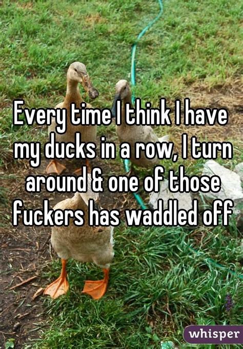 every time i think i have my ducks in a row i turn around and one of those fuckers has waddled