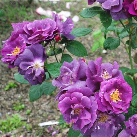 Rare Purple Rose Chinensis Rosa Chinensis Flower Seeds For Home Garden