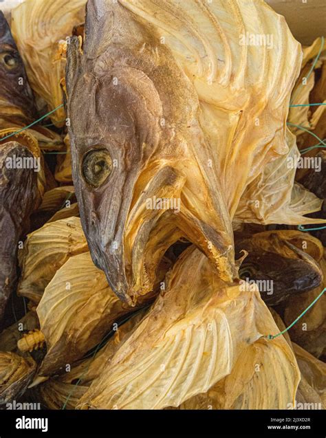 Dried Cod Heads In A Norwegian Fishing Village In The Lofoten Islands