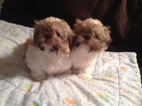 Get this free breed specific training course to have a happy & healthy dog at home 3 Male shih tzu puppies 8 1/2 weeks old for Sale in Holland, Michigan Classified ...