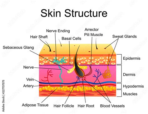 Human Skin Structure Vector Illustration Isolated Background Stock