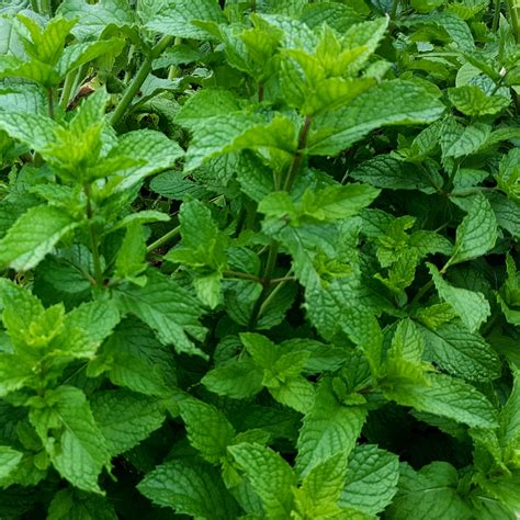 Mint - Advice From The Herb Lady