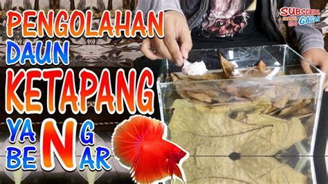 Maybe you would like to learn more about one of these? Pengolahan Daun KETAPANG yang BENAR untuk Ikan Cupang ...