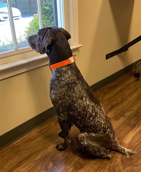 Thank you to our awesome volunteers and adopters!! Southeast German Shorthaired Pointer Rescue - SEGSP Rescue ...