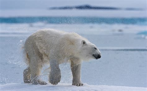 Polar Bear Resting On An Ice Floe In Svalbard Norway 81st Parallel