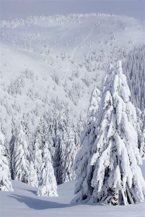 Snow Covered Pine Trees In Mountains Stock Image Image