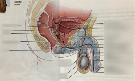 Male Reproductive System Module 11 Diagram Quizlet