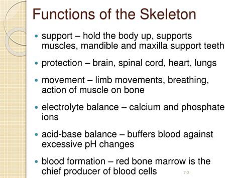 Ppt The Skeletal System Bones And Joints Powerpoint