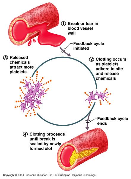 Flowchart Of Mechanism Of Blood Clotting Biology Body Vrogue Co