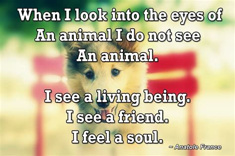 When I Look Into The Eyes Of An Animal I Do Not See An Animal I See A