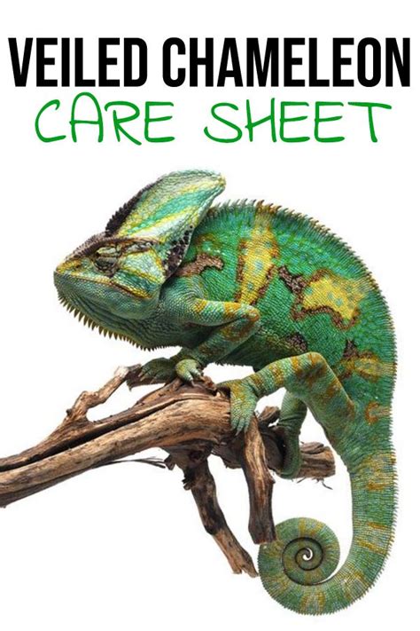 Veiled Chameleon Enclosures And Care Guide Zen Habitats Chameleon Care Veiled Chameleon