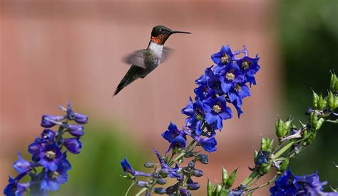 Humming Bird 4k Ultra Hd Wallpaper And Background Image 4262x2488