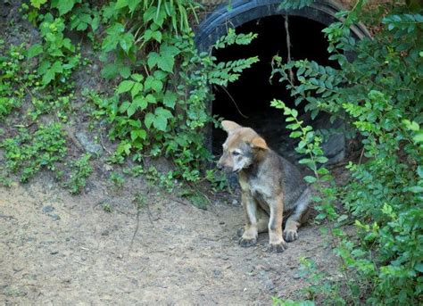 Red Wolf Pup Outside The Den At The Museum Of Life And Science Durham