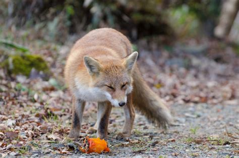 Red Fox Eat Fruit Stock Photos Pictures And Royalty Free Images Istock