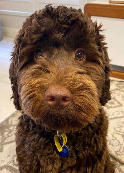Crockett doodles wants to ensure that families are paired up with a doodle puppy that is a good fit for them. Chocolate Labradoodle in 2020 | Chocolate labradoodle ...